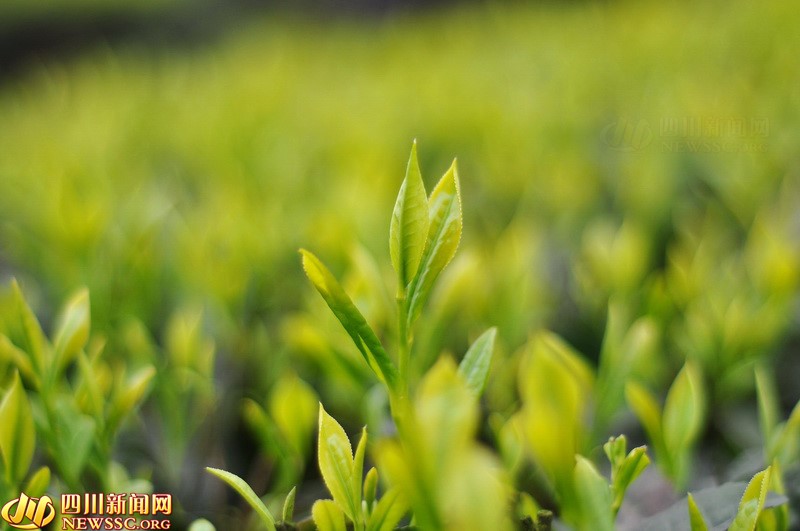 三江煮早茶 宜宾茶擦亮金字招牌广迎八方客