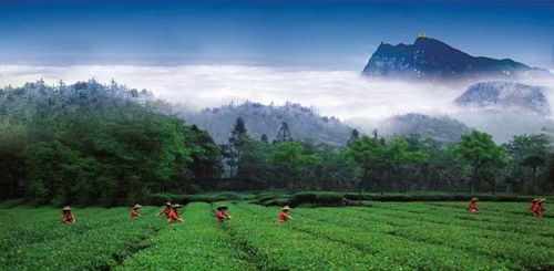 四川峨眉山早春茶上市引千余茶商云集