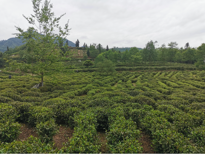 雷波县君山生态茶业致力打造高山生态茶品牌