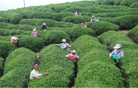 四川地理标志——南江大叶茶