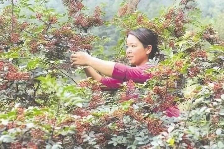 四川是花椒原产地——打造中国花椒第一省和花椒第一县有条件