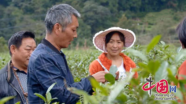 四川青川老党员罗传树：“炒”出先锋“茶味”