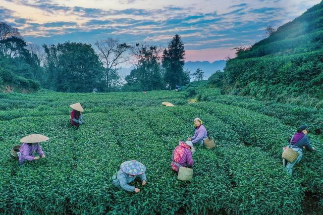 春日观“茶”室｜春光里，收获第一抹新绿！雅安百万亩茶园开采