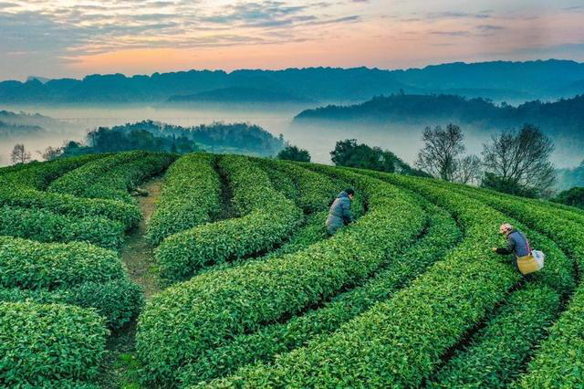 春日观“茶”室｜春光里，收获第一抹新绿！雅安百万亩茶园开采