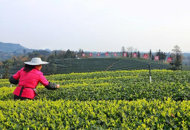 春天观“茶”室｜多元“茶色”涌现 “涨”势中看四川茶园三变