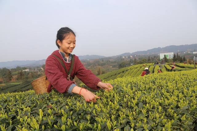 春天观“茶”室｜多元“茶色”涌现 “涨”势中看四川茶园三变