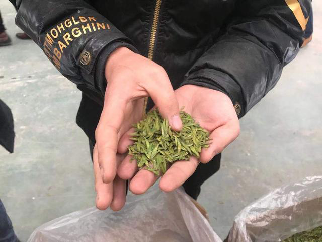 春天观“茶”室｜喝早茶了！茶商茶客汇聚宜宾筠连“川之南”茶城