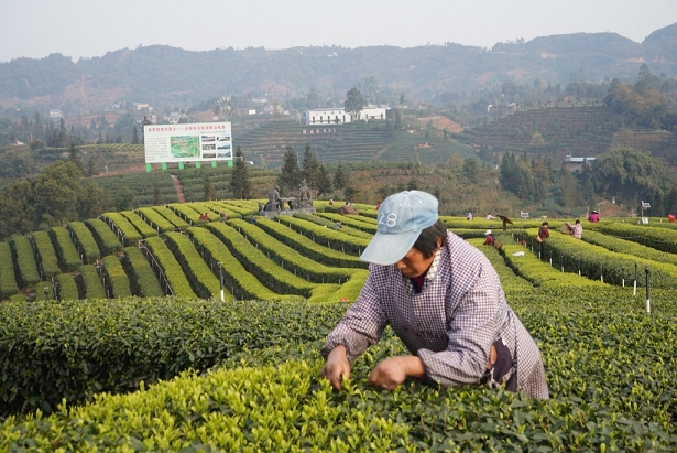 春日探茶业：卖茶也要“卖”风景