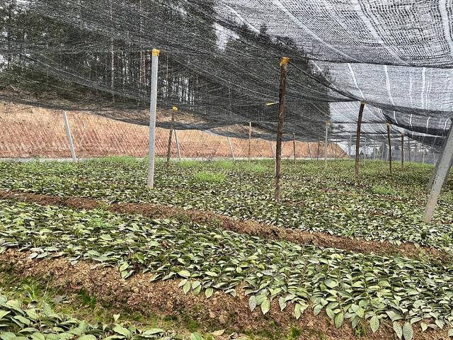 黄茶苗不再从外省运，广元旺苍建起全省唯一省级茶种业园区