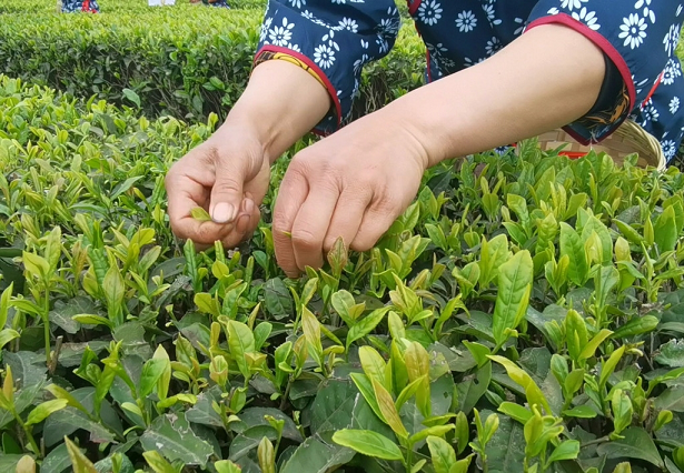 小凉山采茶节开幕 马边绿茶团体标准正式发布