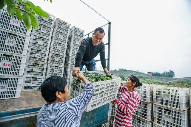 自贡沿滩区：小花椒撑起乡村振兴大产业