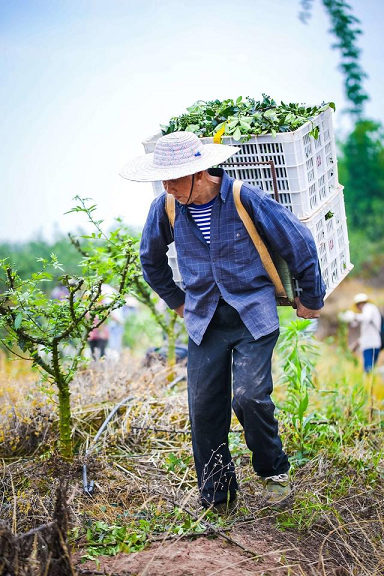 自贡沿滩区：小花椒撑起乡村振兴大产业