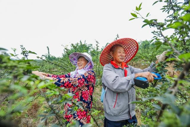 自贡沿滩区：小花椒撑起乡村振兴大产业