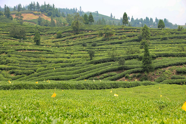 “链”式走强 峨眉山茶挺进迪拜世博会