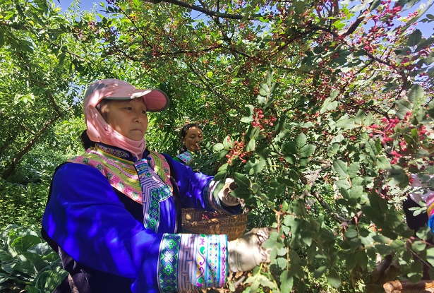 茂县“大红袍”花椒成熟上市，产量可达780吨