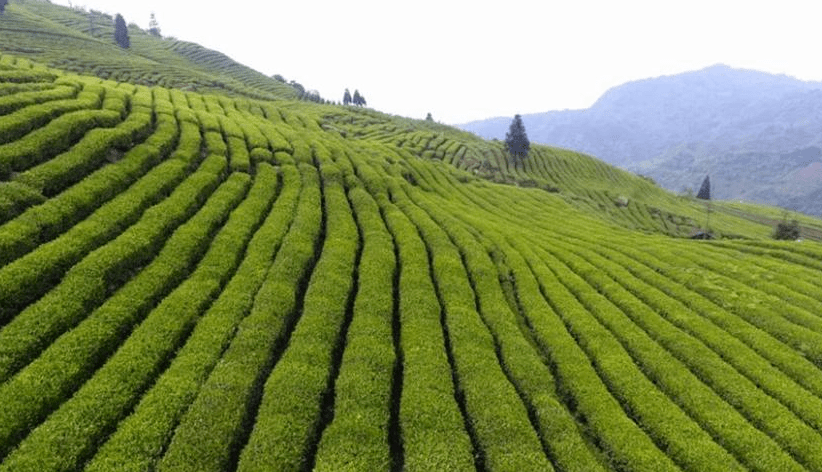 精制川茶“泡”出夹江“青衣江茶”一片蓝图