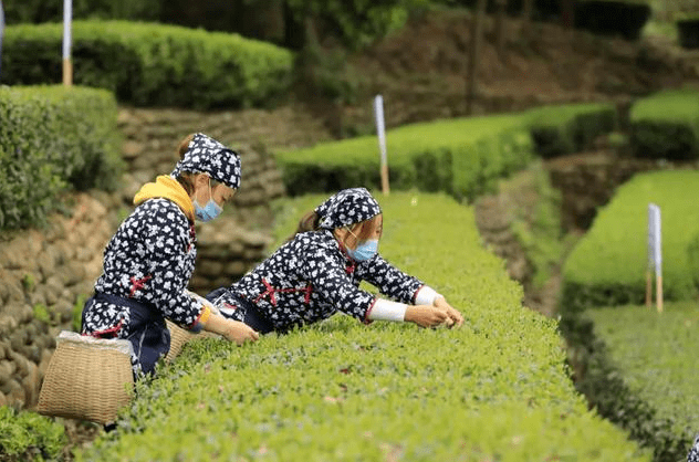 精制川茶“泡”出夹江“青衣江茶”一片蓝图