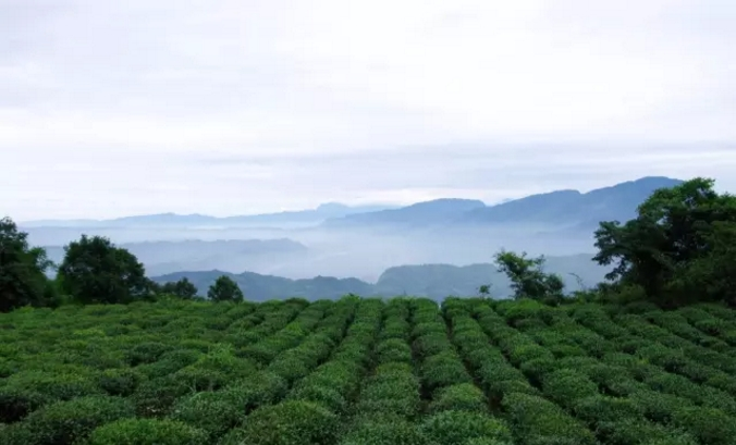 浅论“扬子江心水，蒙山顶上茶”‖蒙山甘露