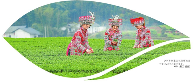 今年春茶季，川茶行情几何？