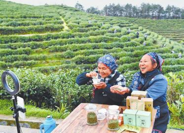 今年春茶季，川茶行情几何？