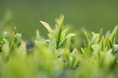 【春来四川品早茶】四川纳溪：早茶飘香采摘忙