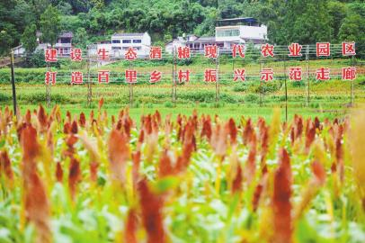 舍得酒业多措并举释放高质量发展动力