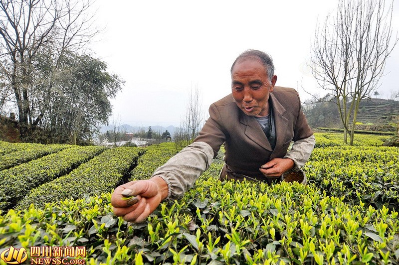 三江煮早茶  宜宾茶擦亮金字招牌广迎八方客