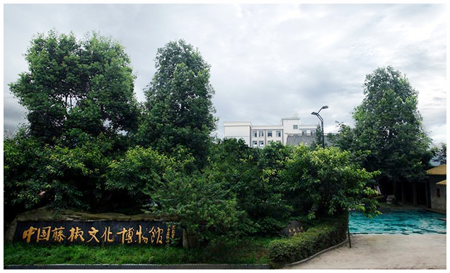 幺麻子——中国藤椒油产业开创者+领跑者