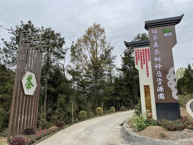 黄茶苗不再从外省运，广元旺苍建起全省唯一省级茶种业园区