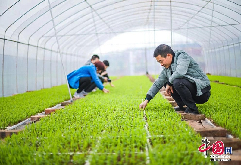 自贡沿滩：撂荒地上种高粱 充实百姓“钱袋子”